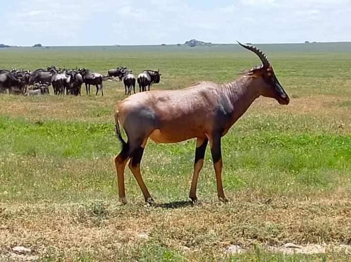 8-Day Kenya Grand Safari: From Mount Kilimanjaro to the Maasai Mara (15/24)