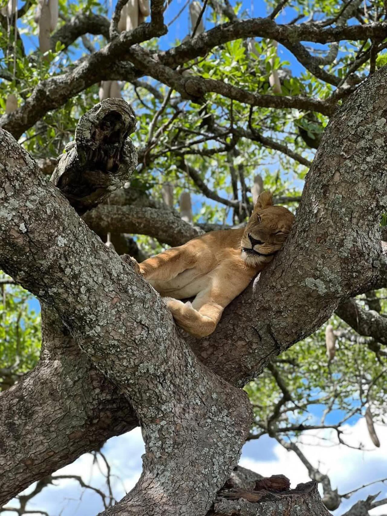 From Zanzibar: Mikumi day safari with flights & transfer (22/25)