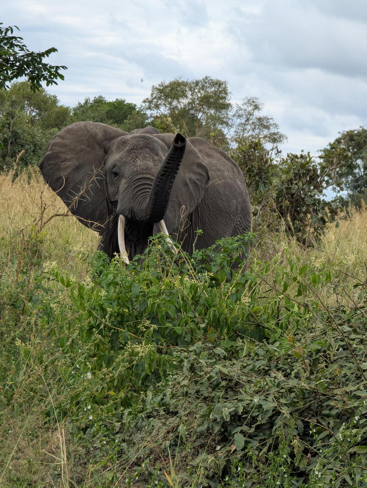 From Zanzibar: Mikumi day safari with flights & transfer (23/25)