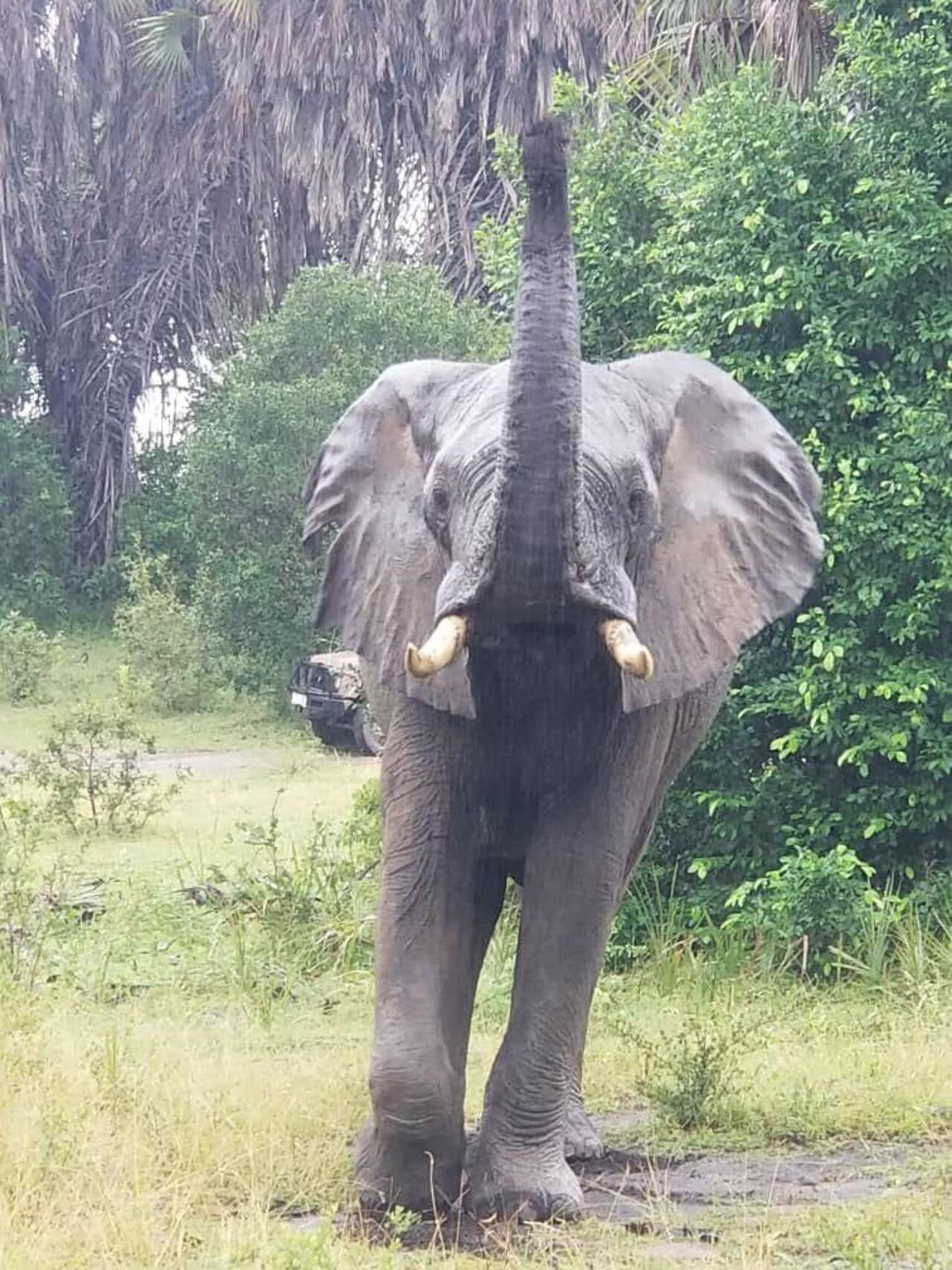 From Zanzibar: Mikumi day safari with flights & transfer (19/25)