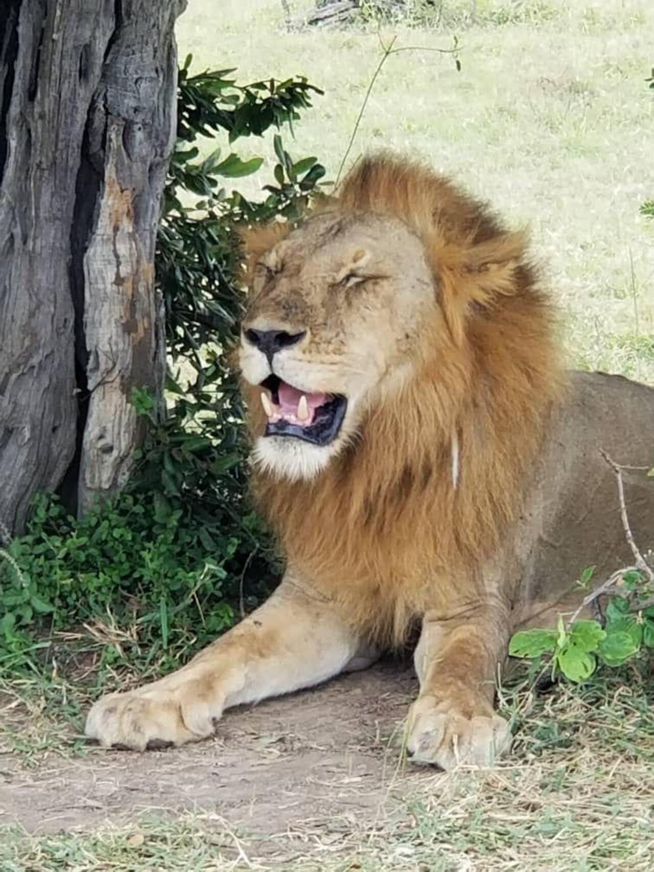 From Zanzibar: Mikumi day safari with flights & transfer (21/25)