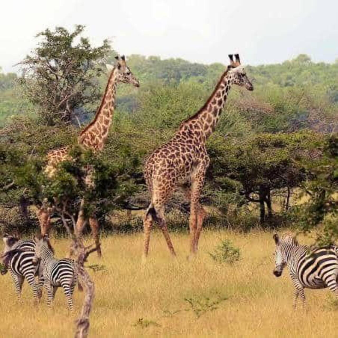 From Zanzibar: Mikumi day safari with flights & transfer (20/25)