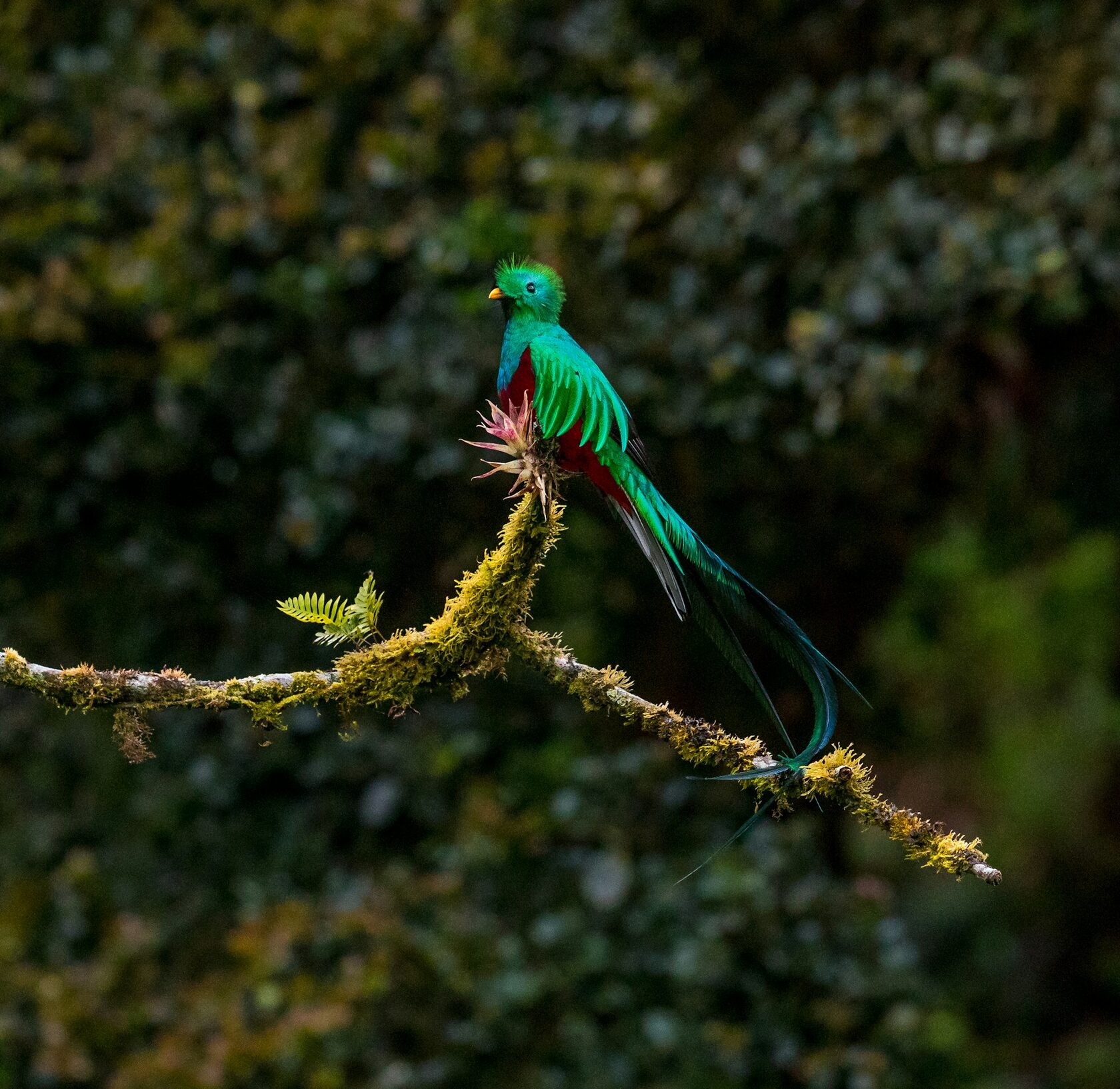КОСТА-РИКА и ГВАТЕМАЛА (39/59)