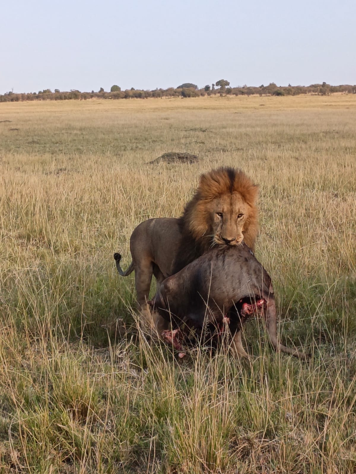3-Day Masai Mara Exclusive Flying Safari (9/14)