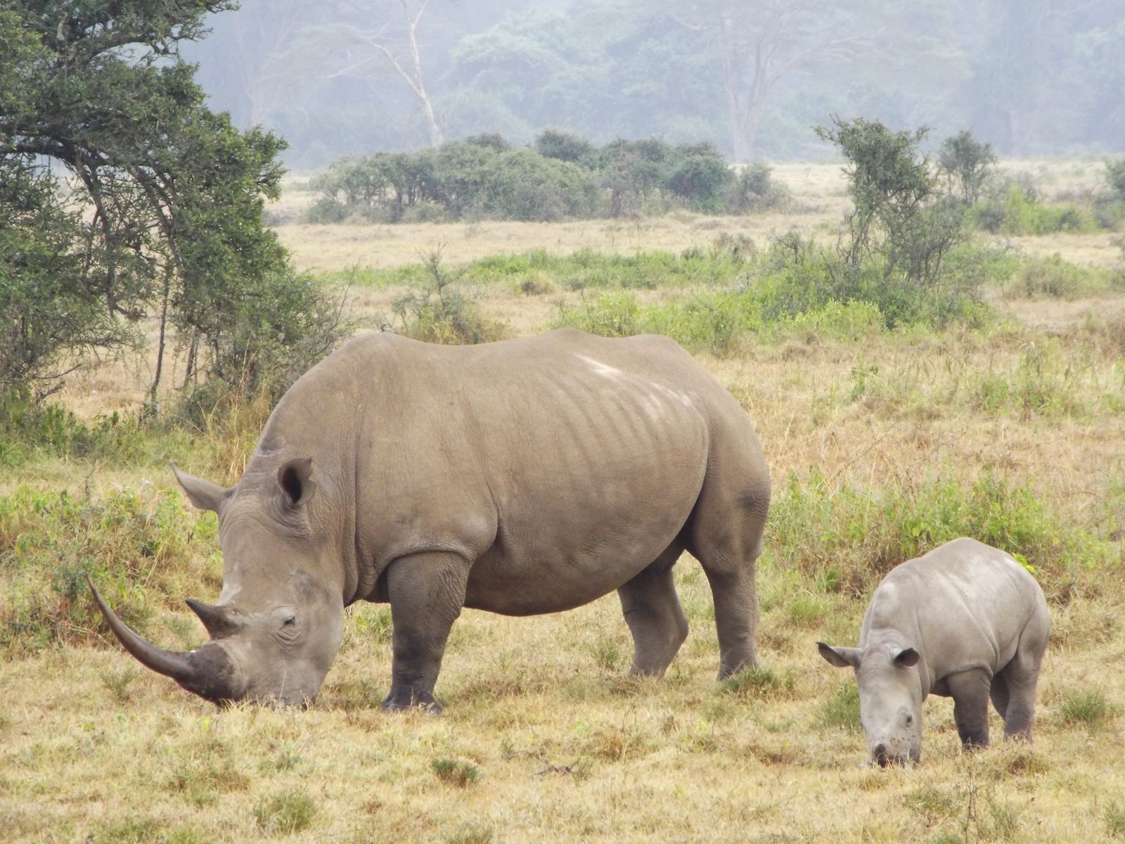 3-Day Masai Mara Exclusive Flying Safari (10/14)