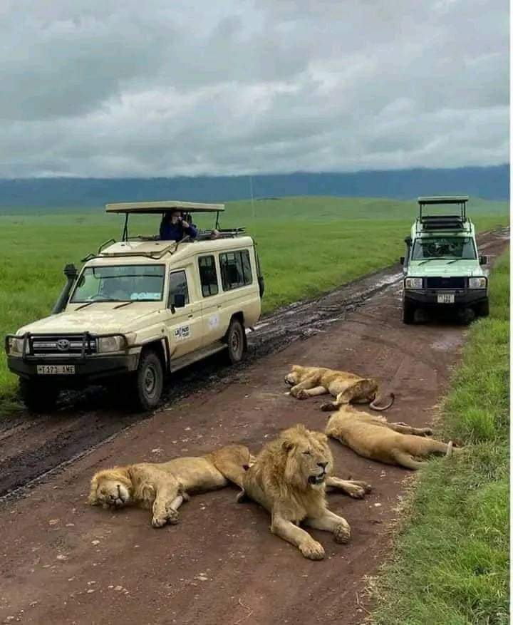 3-Day Masai Mara Exclusive Flying Safari (5/14)
