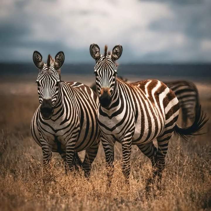 3-Day Masai Mara Exclusive Flying Safari (4/14)