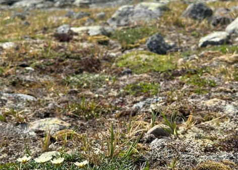 Тундровые детали