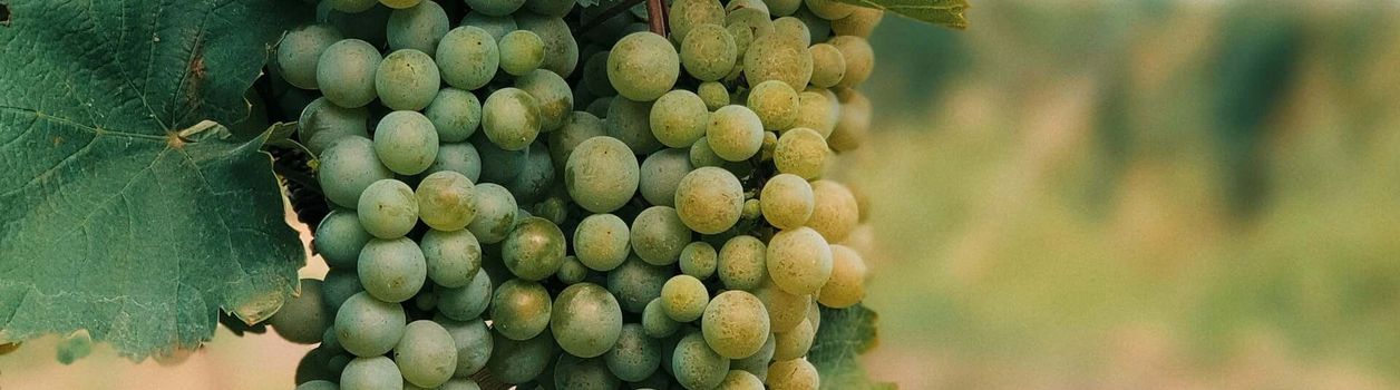 Туры в Кахетию