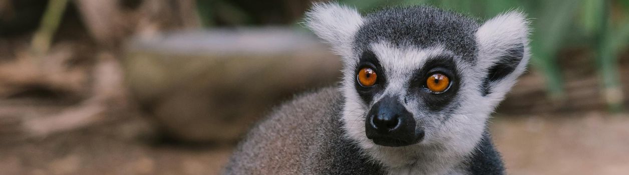 Туры на Мадагаскар