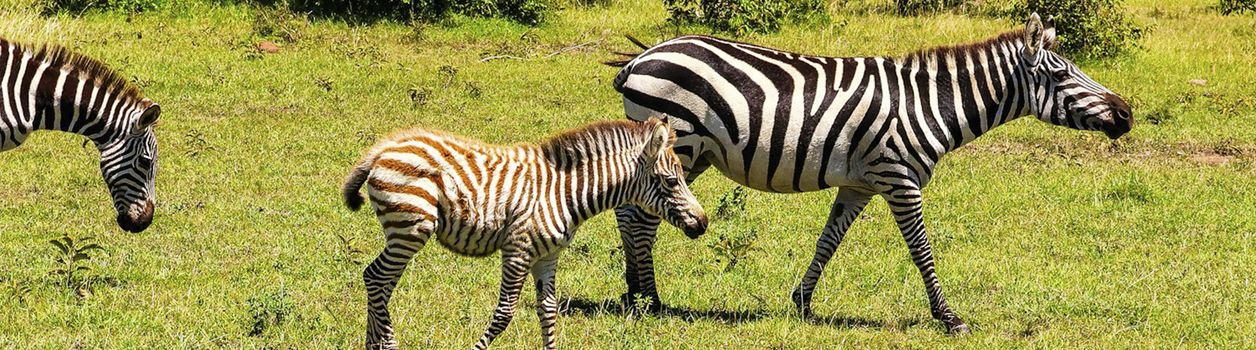 Туры в Нарок в ноябре