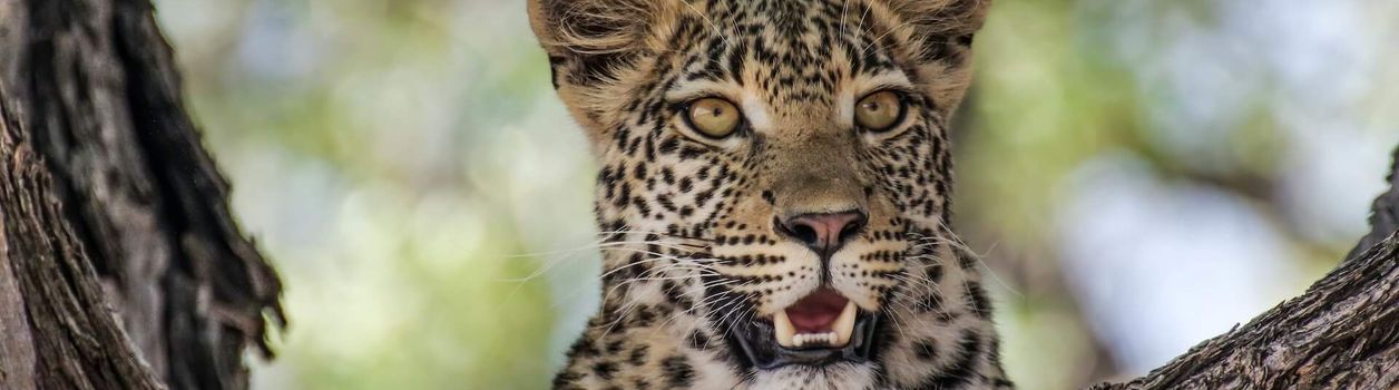 Туры в Южный Судан