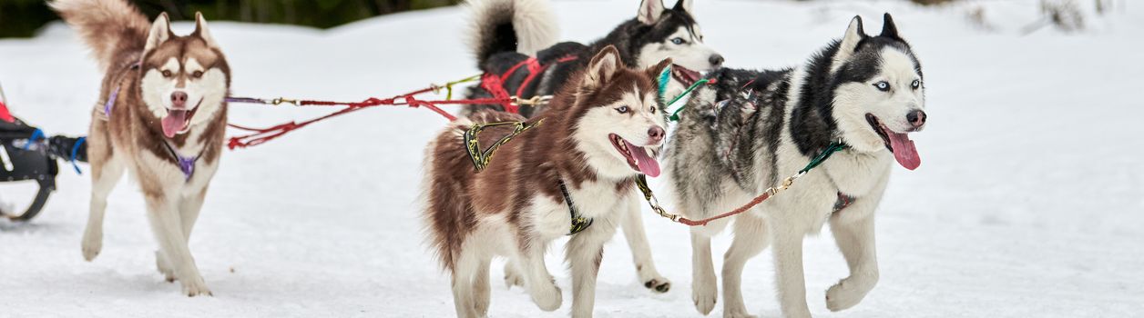 Катание на собачьих упряжках с хаски