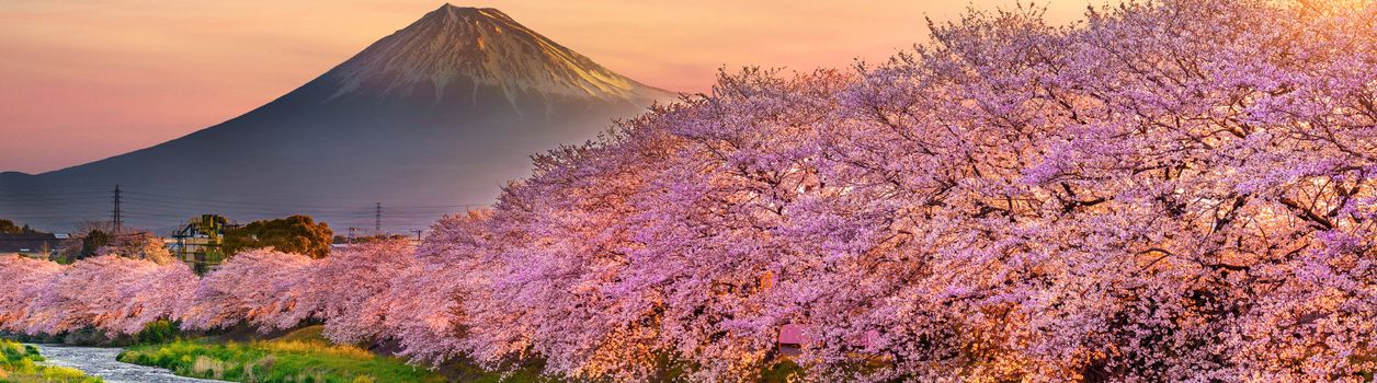 Туры в Японию на цветение сакуры
