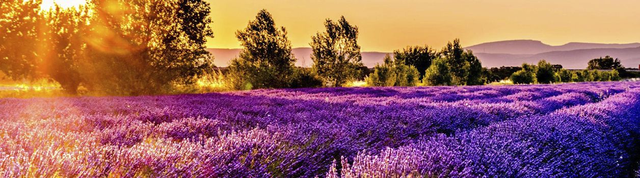 Туры в Прованс