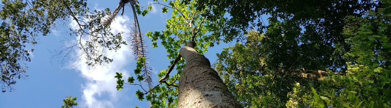 Туры в Амазонию