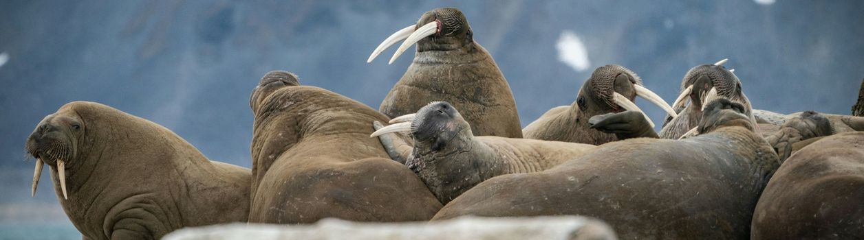 Туры в Арктику и на Северный Полюс