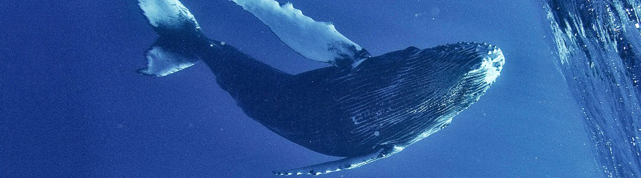 Туры на Маврикий