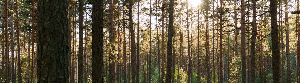 Туры и экскурсии в Приозерск