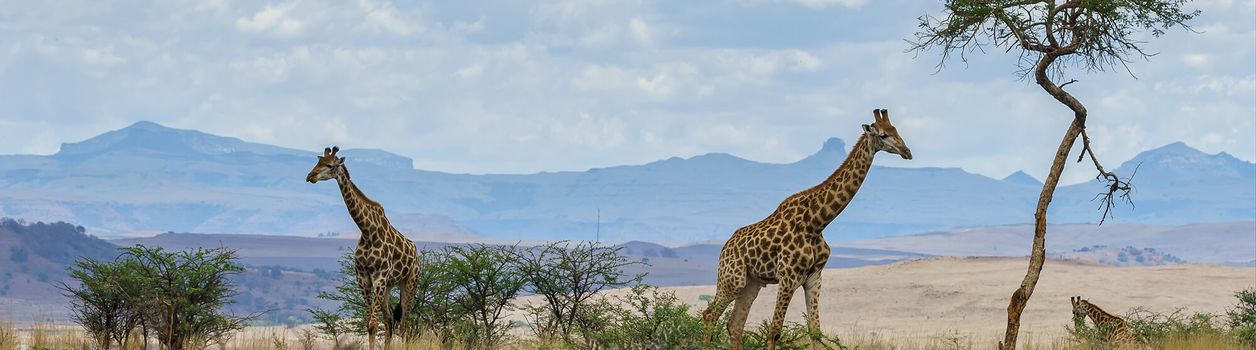 Туры и экскурсии в Национальный парк Этоша