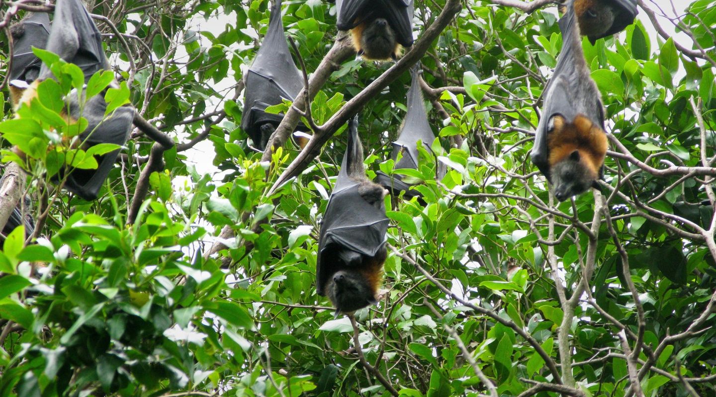 Watch Bats resting on trees: Philippines solo travel package