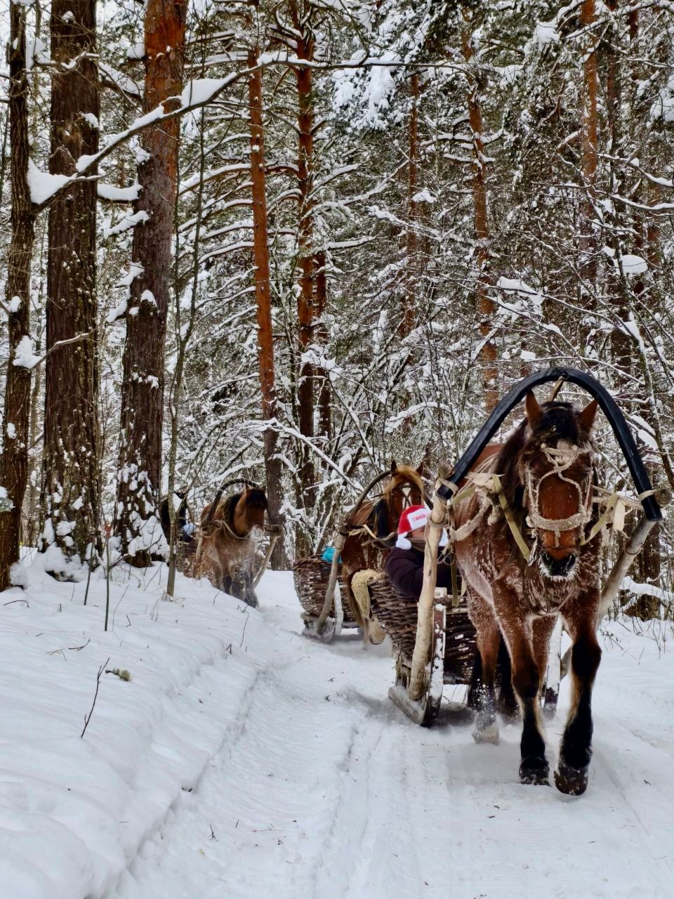 Приключения в конных санях Приключения в конных санях