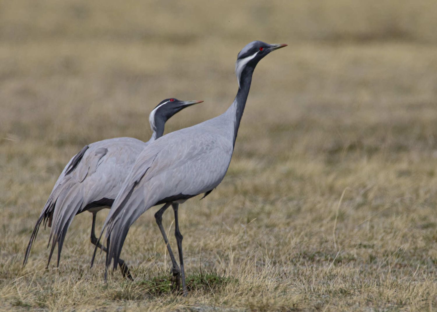 Birdwatching tour to the Altai Republic