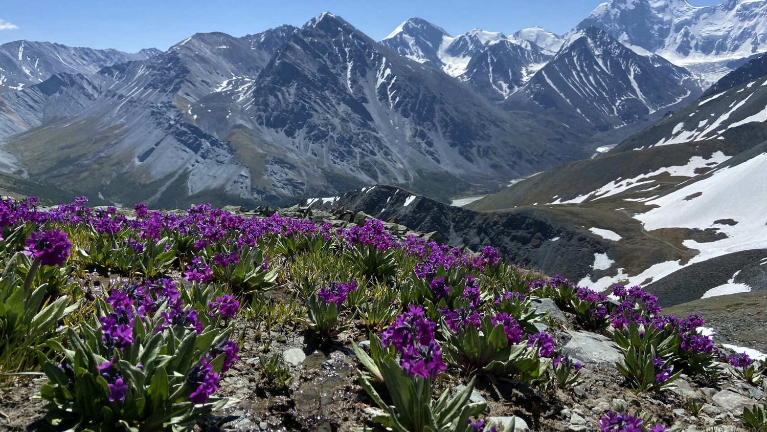 May holidays in Altai. Maralnik blossoms