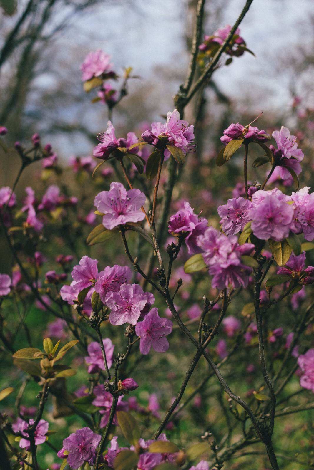 Altai: maralnik blossoms