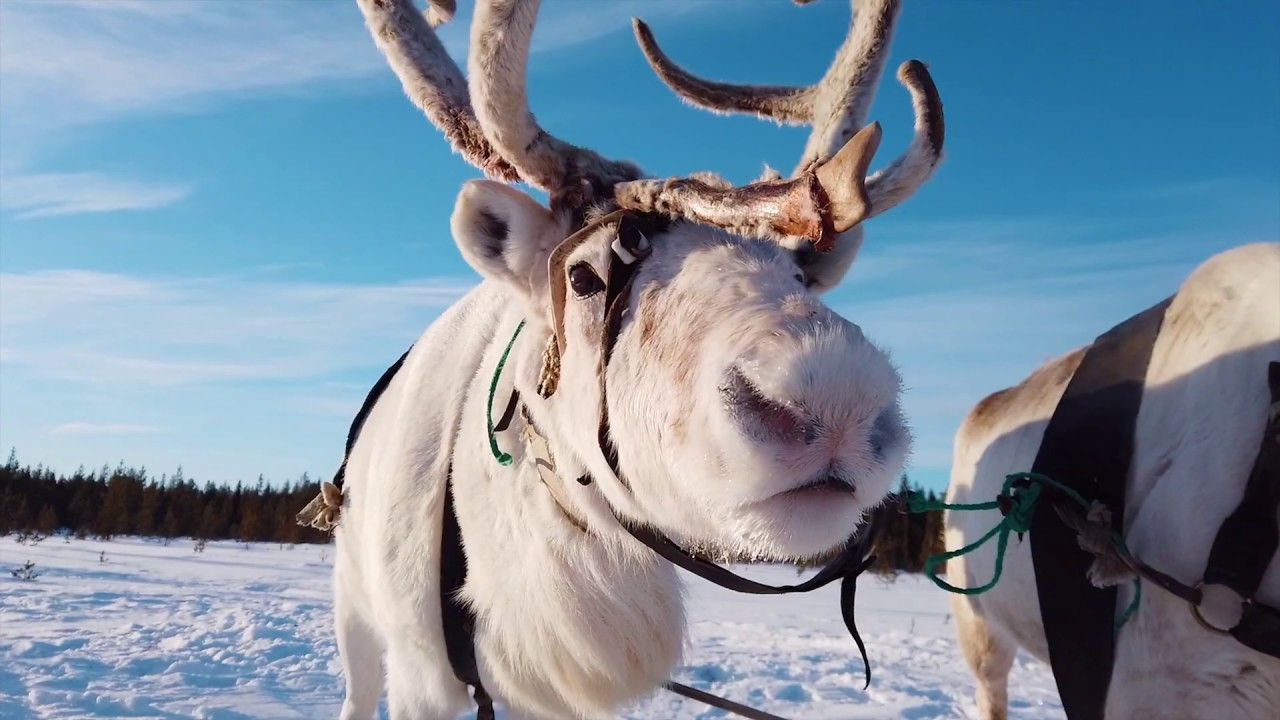 Северное сияние Саамская деревня