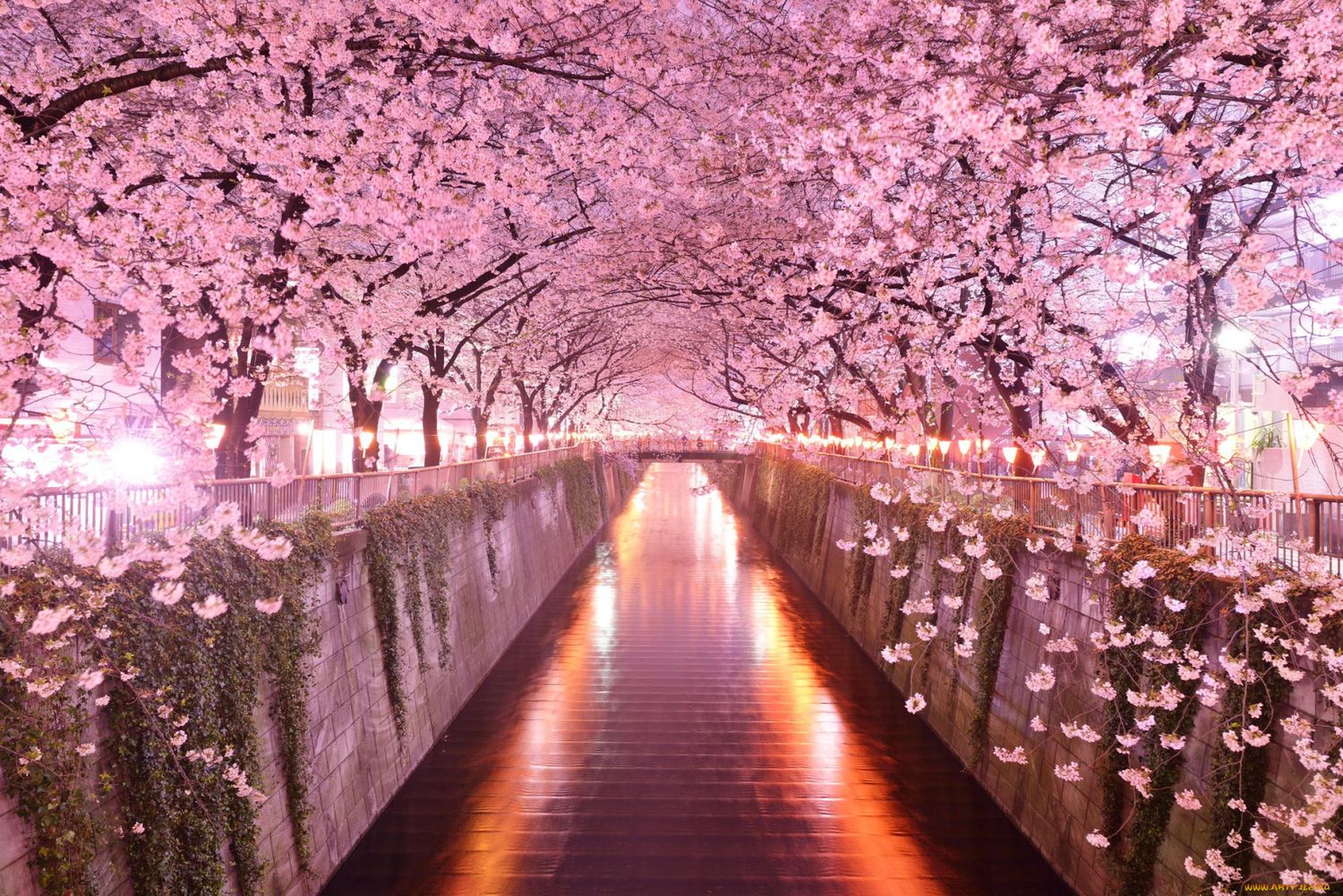 Тур Япония: цветение сакуры - Япония (Авторский) 19 – 31 марта по цене от 4  025 $ · YouTravel.Me