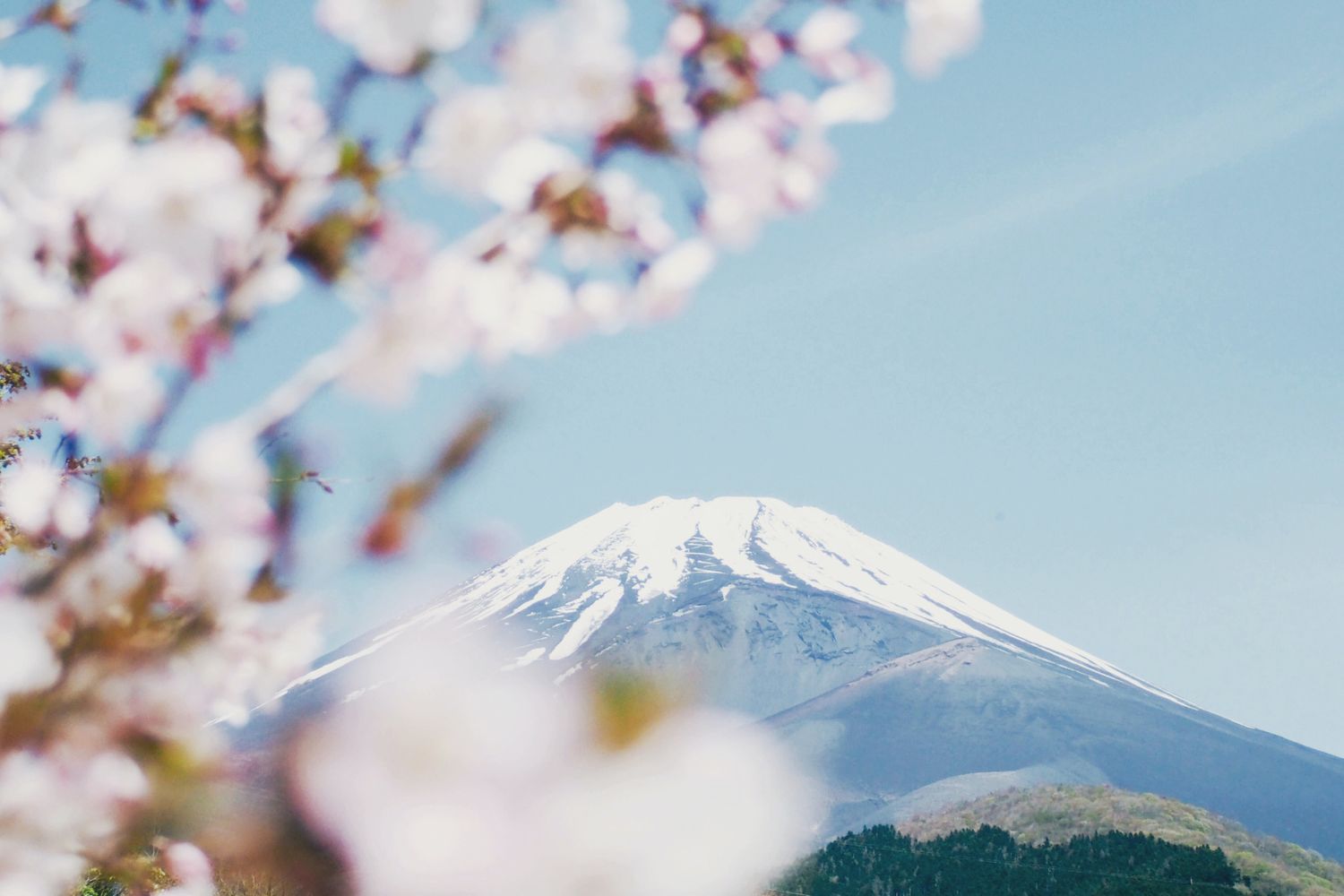 Japan! Sakura blossoms! Tokyo, Kyoto, Osaka