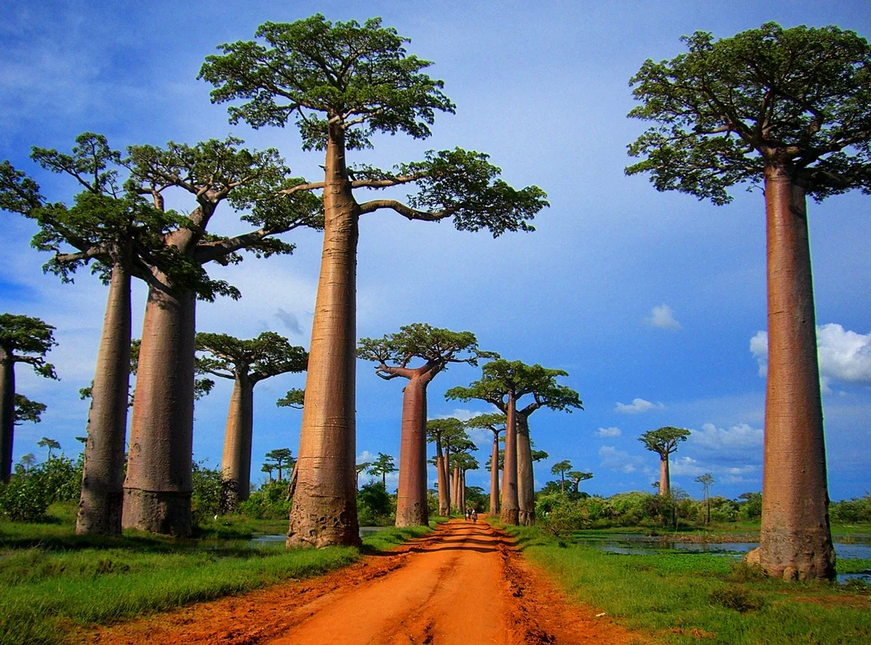 Madagascar