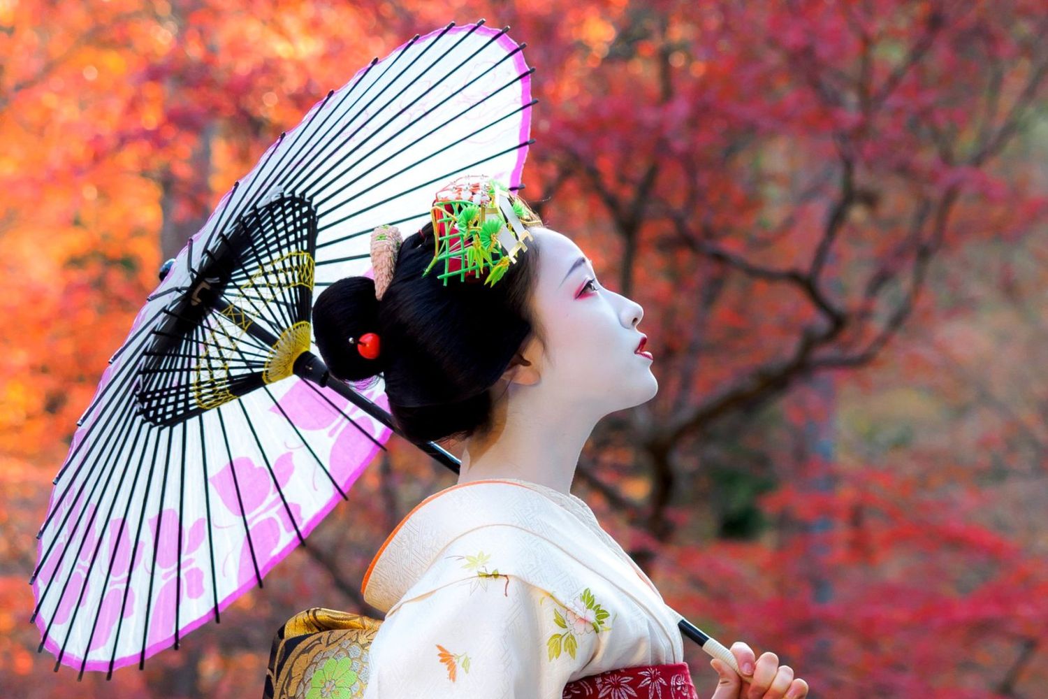 JAPAN. Red maples