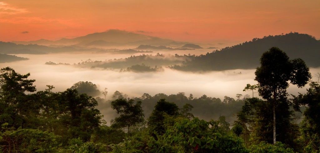 Долина дождь. Малайзия фото природы утро. Danum Valley.