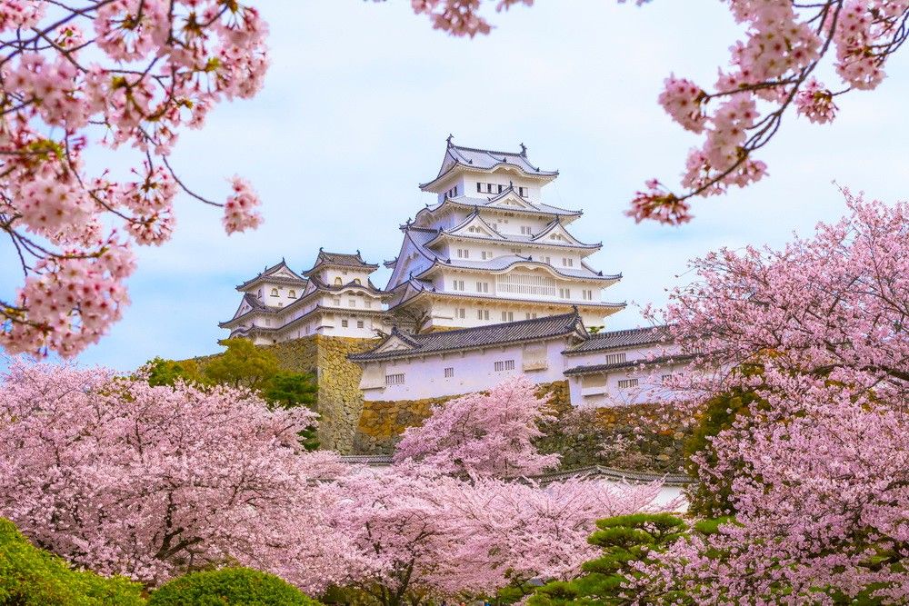 Sakura and Sport: The Enchanting Tale of the Japan Cherry Blossom