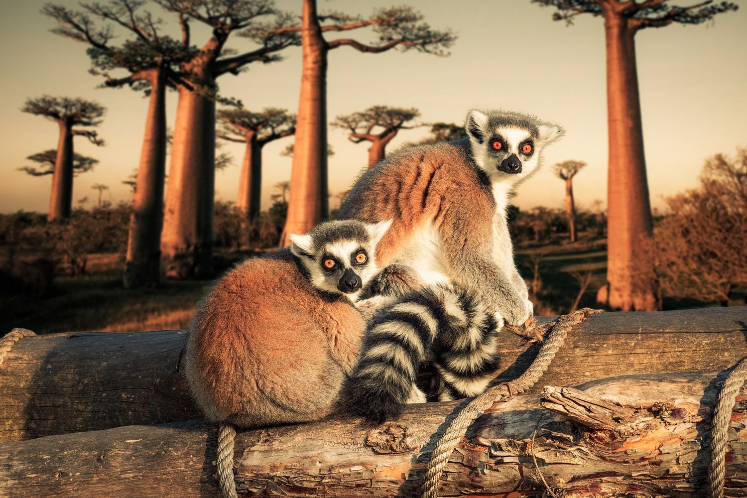 Where to See Lemurs, Chameleons, and Baobabs in Madagascar