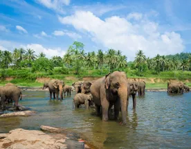Золотое кольцо Шри-Ланки