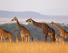 Другая Африка - Кения-Танзания-Занзибар