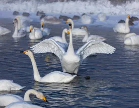 Новый год и Рождество на Алтае 2026