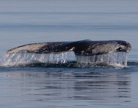 На Край Света (Мыс Дежнева, китобои и оленеводы Чукотки)