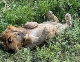 Уганда и Руанда - зеленое сердце Африки с уникальными животными и природой