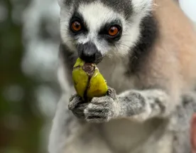 Лемуры Мадагаскара И Райский Остров Нуси-Бе