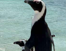 Большая Экспедиция В 4 Страны Африки