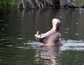 Сердце Южной Африки