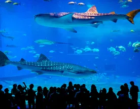 Океанариум Тюрауми и Ocean Expo Park. Откройте мир природы и культуру Окинавы!