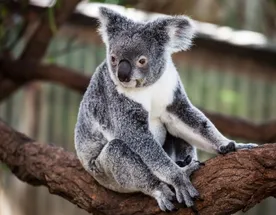 Экспедиция Terra incognita Australis