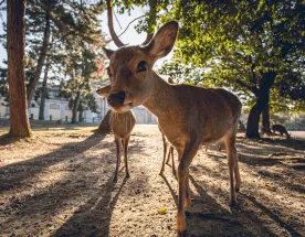 Японская Одиссея // Cheap