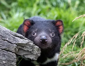 Австралия. Край земли Тасмания