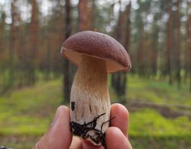 Неожиданная Рязань с походом в лес за грибами